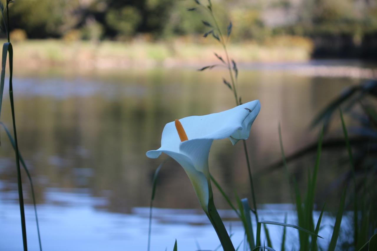 Magic Cottages At Takou River Kerikeri Exterior photo